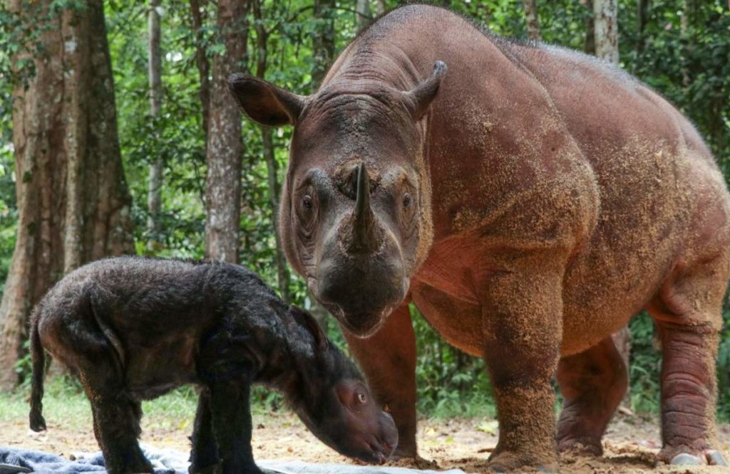 Asien-News: Sumatra-Nashorn geboren