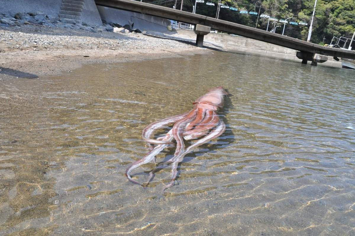 Japan News: Riesenkalmar angespühlt