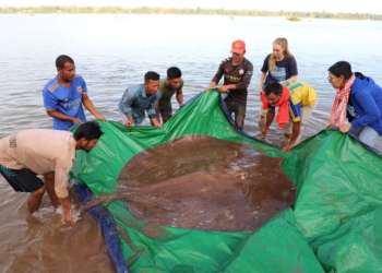 Asien-News: Fischer fangen Süßwasserrochen