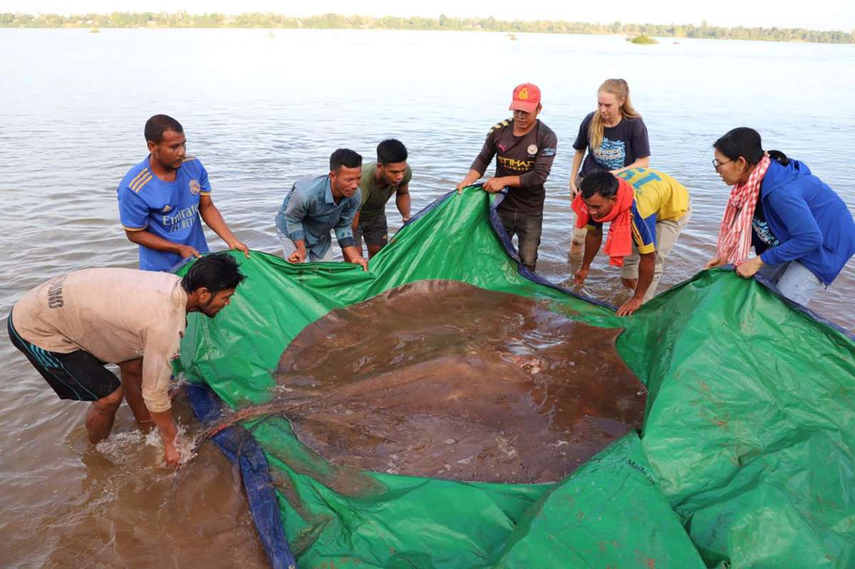 Asien-News: Fischer fangen Süßwasserrochen