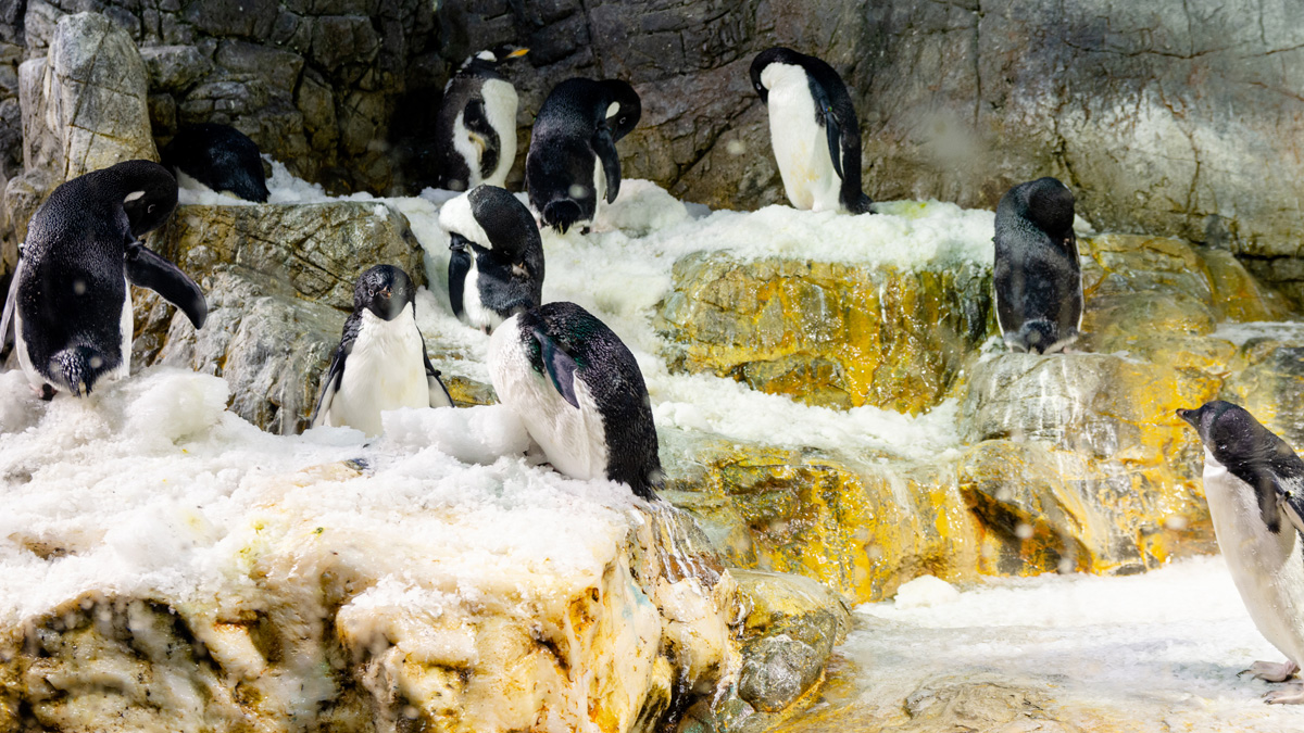 Pinguine auf einem verschneiten Felsen