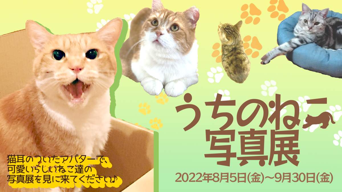 Japan News: Neko Photo Exhibition