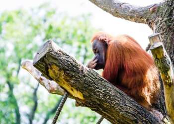 Asien News: Orang-Utan