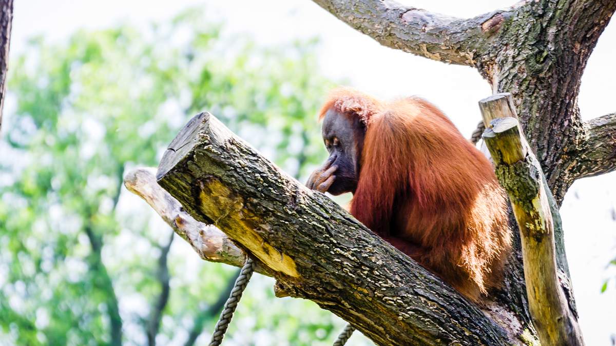 Asien News: Orang-Utan