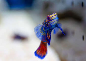 Japan-News: Fisch-Shopping