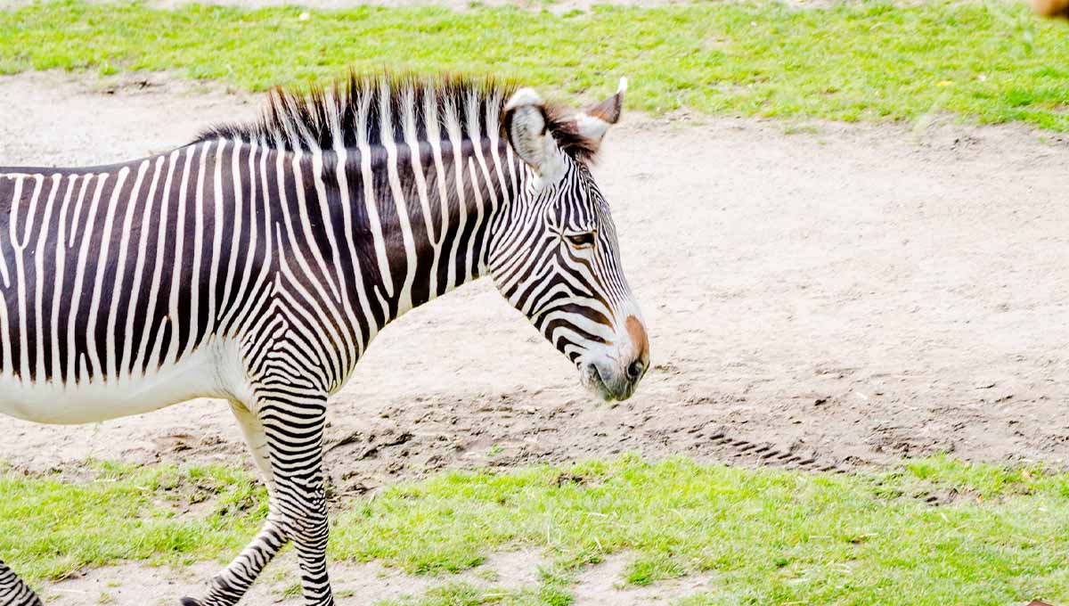 Korea-News: Zebra entlaufen