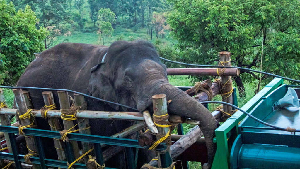 Asien-News: Elefant in Indien eingefangen
