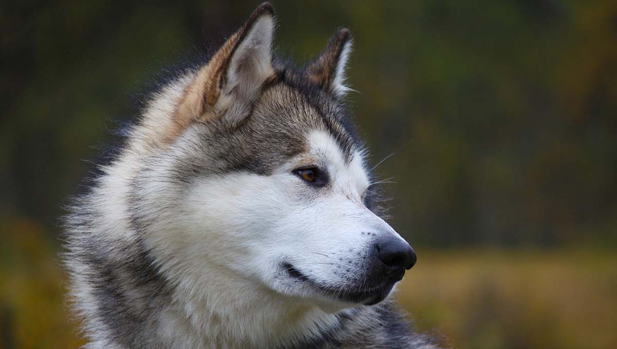 Asien-News: Hundehochzeit in Indonesien