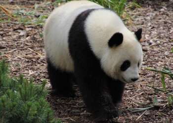 Asien-News: Panda-Zwillinge geboren