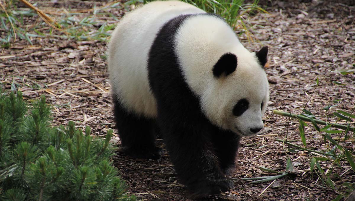 Asien-News: Panda-Zwillinge geboren