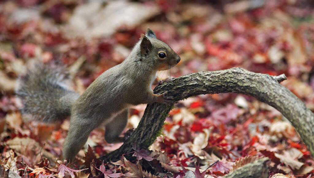 Japan-News: Zoo vergiftet Eichhörnchen